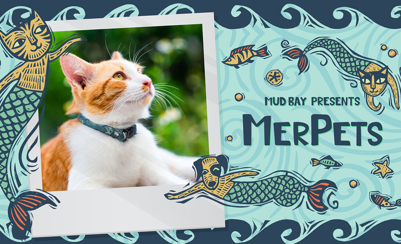 cat wearing MerPets pattern collar with same pattern on background